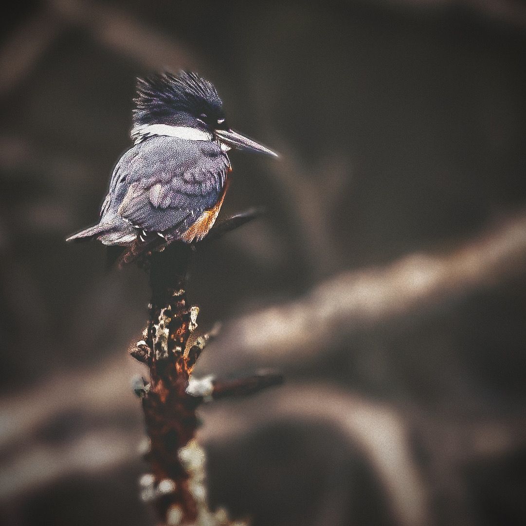 A belted kingfisher bird perched on a branch against a dark background, showcasing its distinct gray and orange plumage.