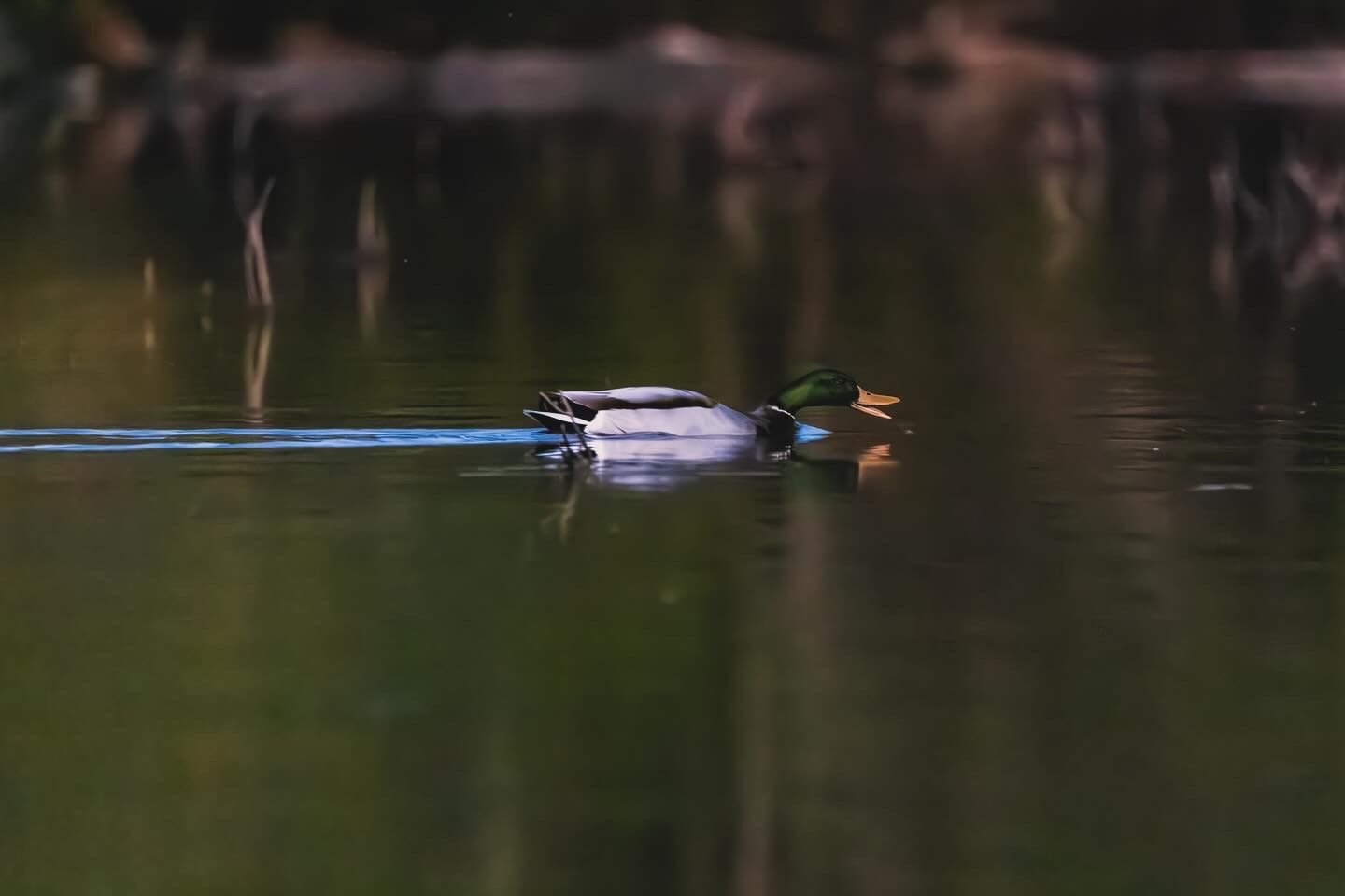 A duck glides peacefully across dark reflective water, creating gentle ripples in the calm surface.