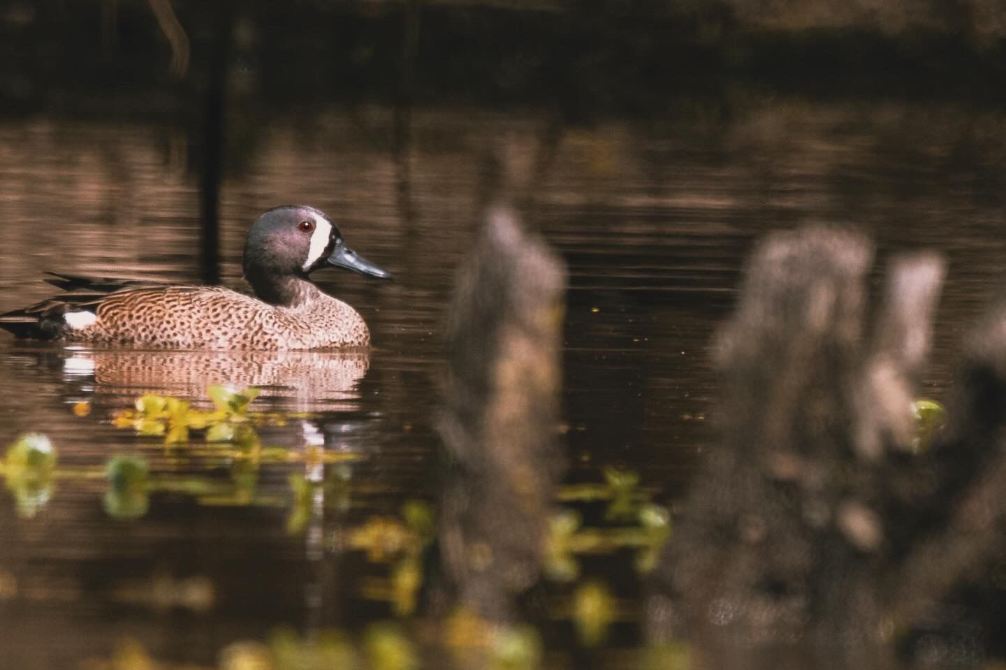 A group of gadwall ducks swimming and diving in calm brown water with reflections and floating vegetation.