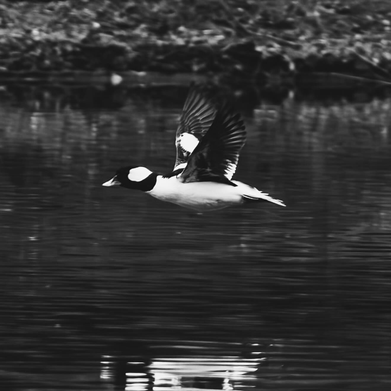 A black and white photograph of a Bufflehead duck in flight over calm water with its wings spread wide.