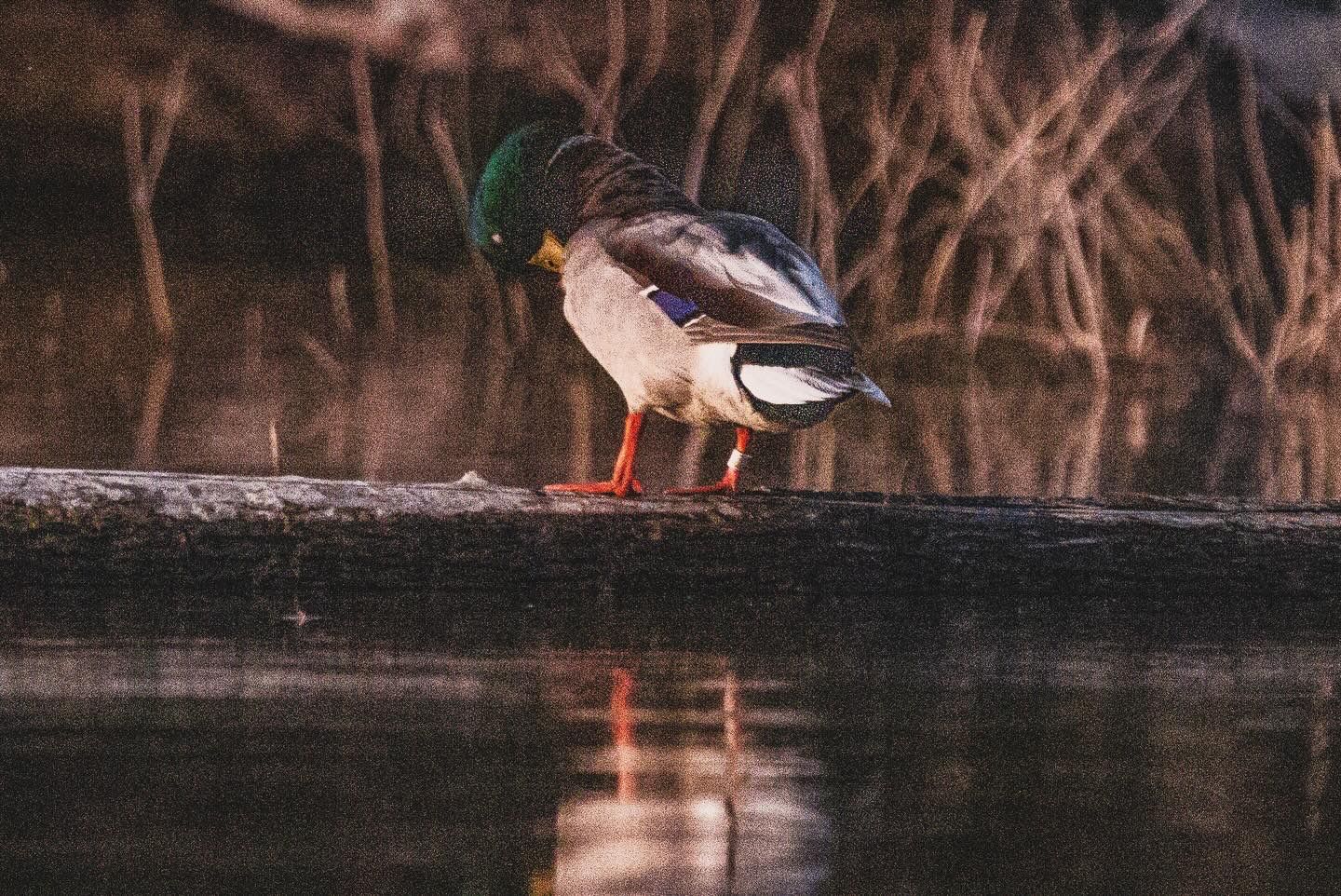 A mallard duck stands perched on a log at the edge of a still pond during golden hour.