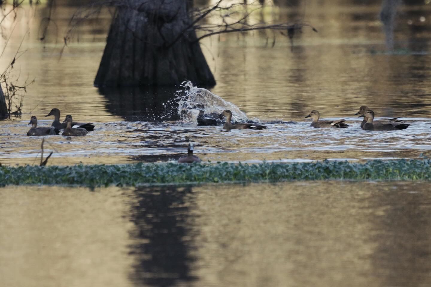 Waterfowl gather near cypress tree trunks in shallow swamp waters.