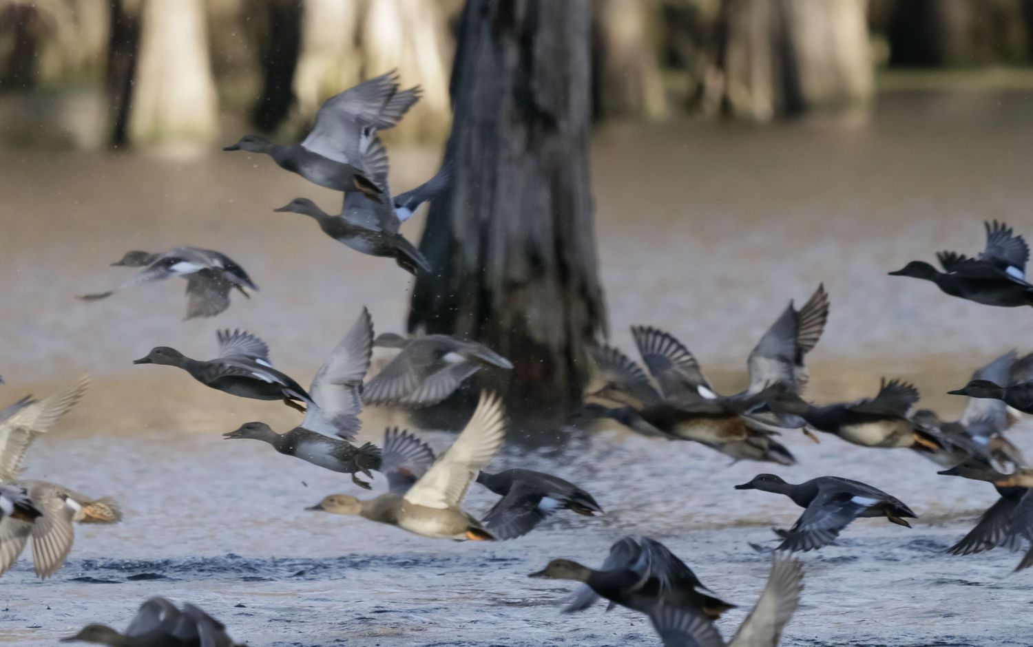 A flock of pigeons take flight in unison over snowy ground near bare winter trees in soft natural lighting.
