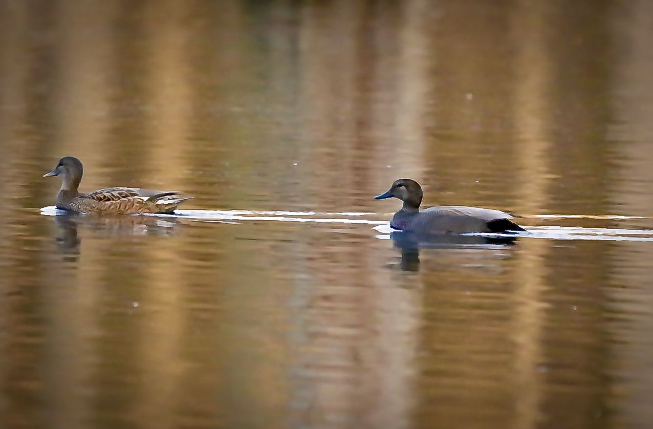 Two ducks glide across calm golden waters creating gentle ripples.