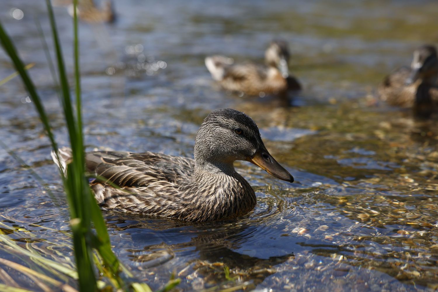 Female mallard duck swimming in shallow water with reeds and other ducks visible in the background.
