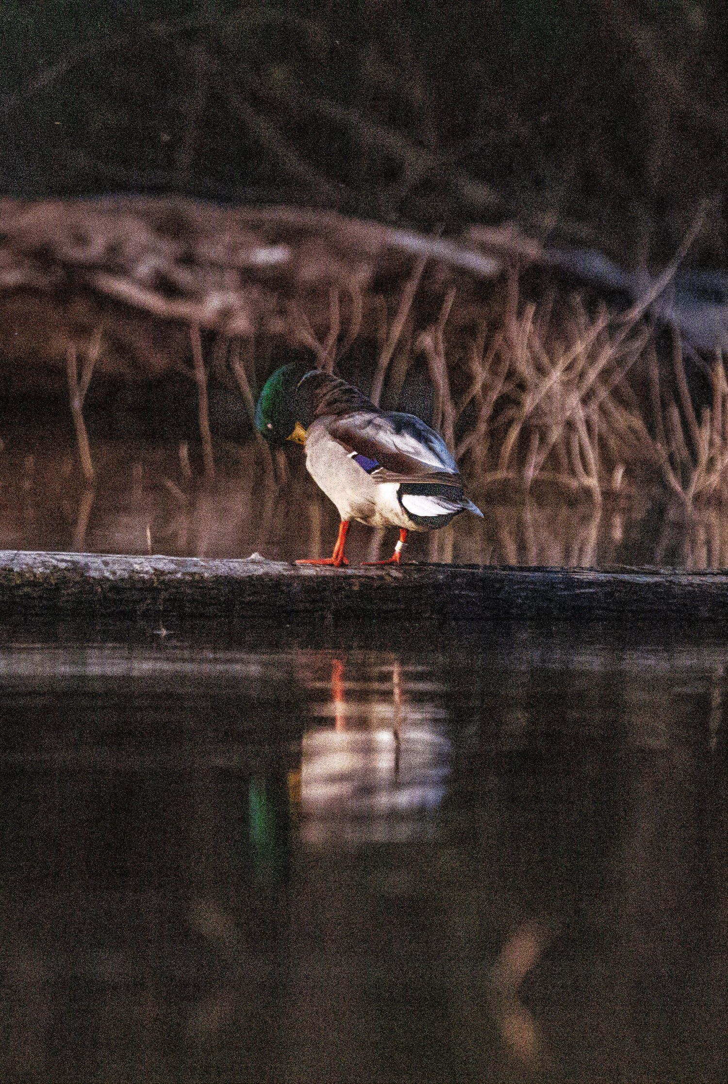 A line of four mallard ducks floating serenely on dark reflective water in natural wetland habitat.