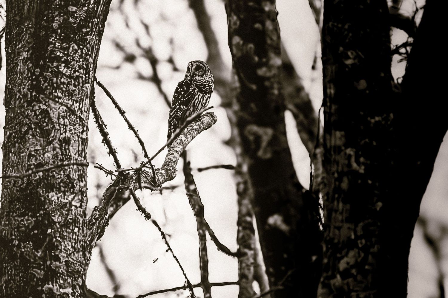 A small owl perches silently on a branch against a monochromatic background of bare trees.