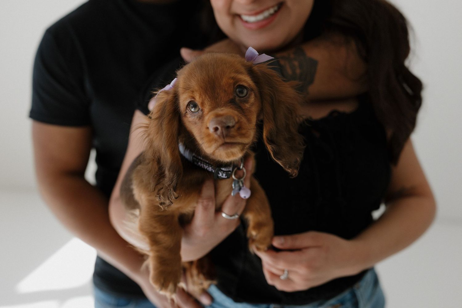 Adorable brown cocker spaniel puppy with floppy ears wearing a blue collar being held by someone in a black shirt.