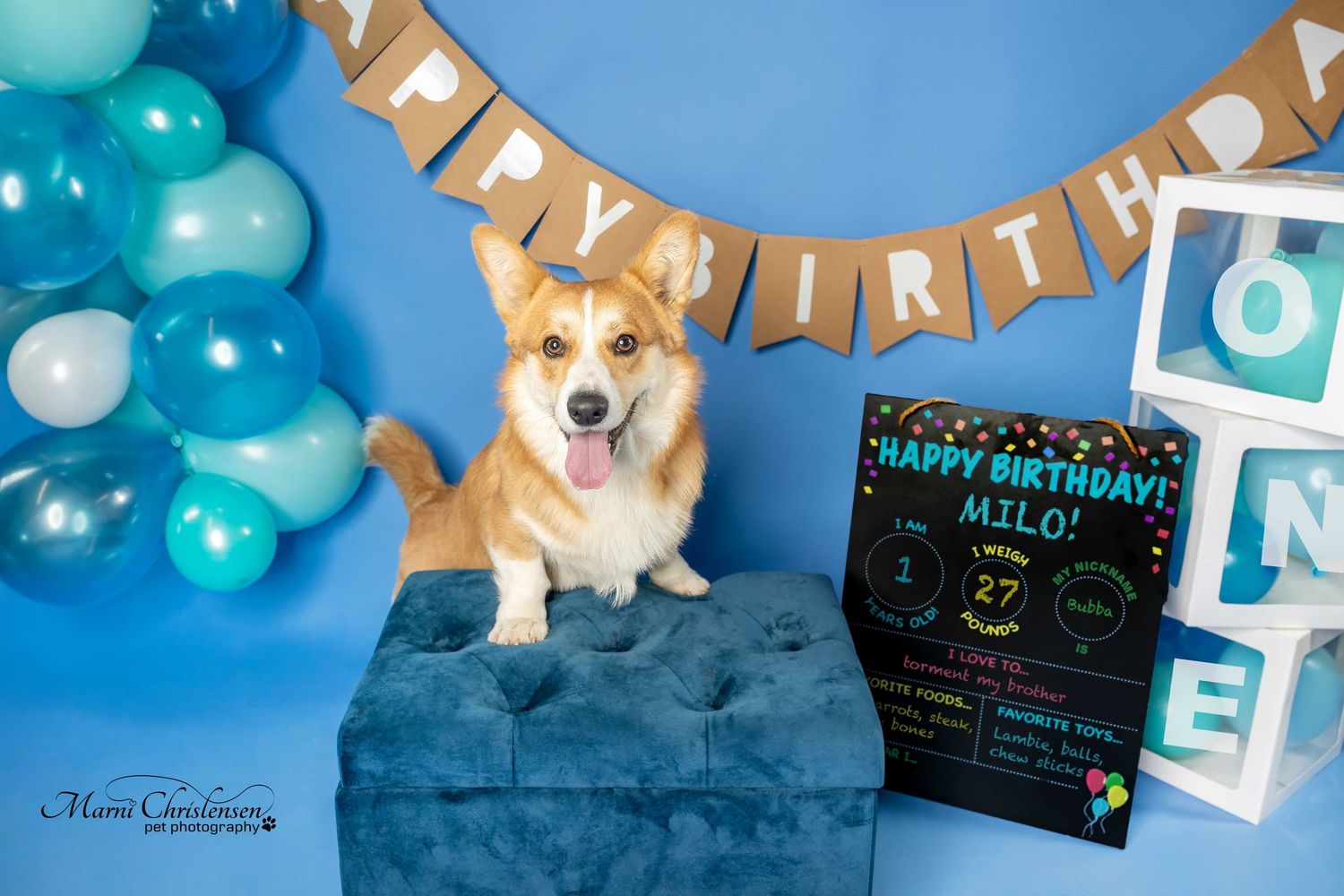 Corgi dog poses on blue ottoman for birthday photos with balloons, lettered cubes and chalkboard sign in background.