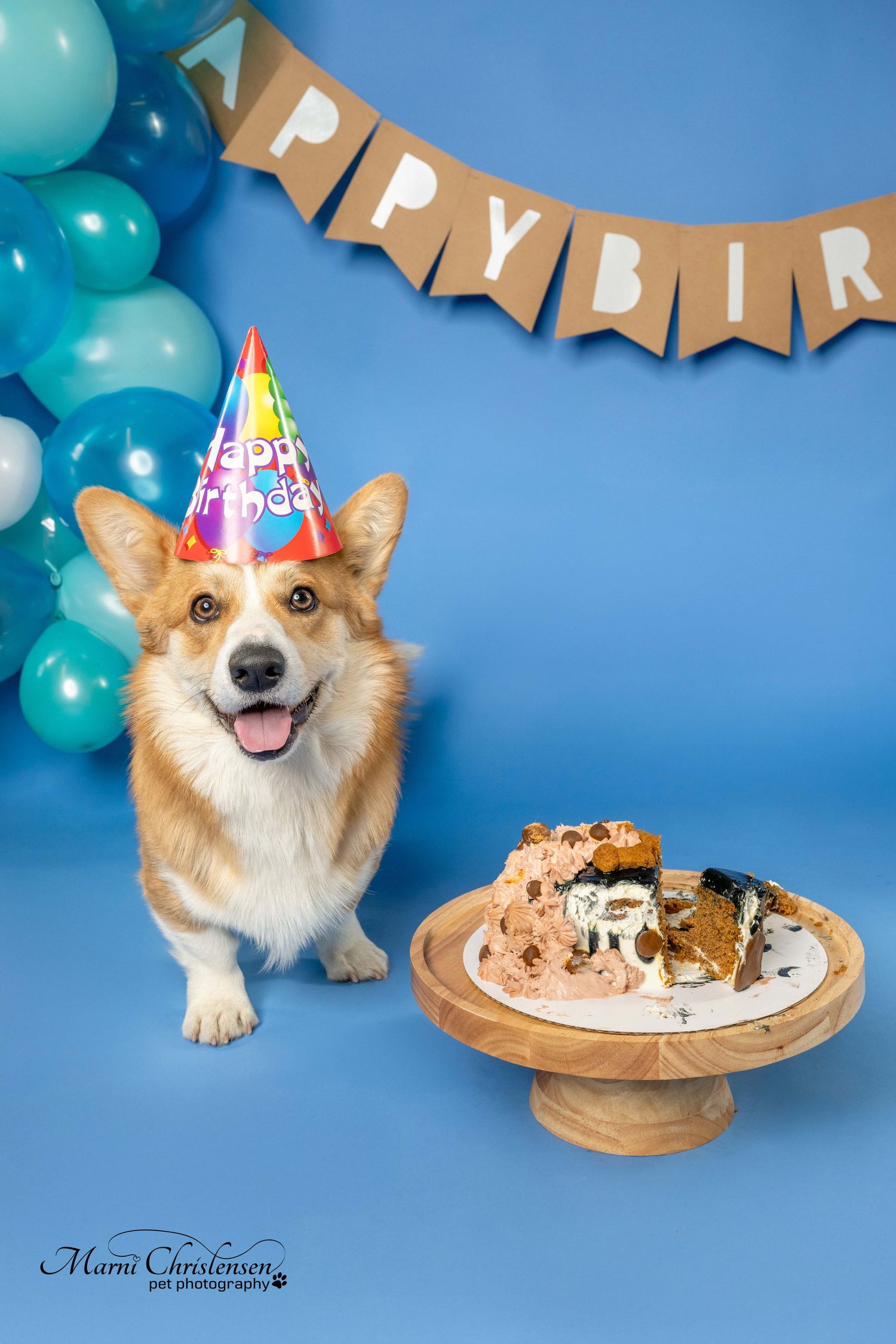 Smiling corgi wearing party hat poses next to cake at birthday celebration with blue balloon arch and banner decoration.