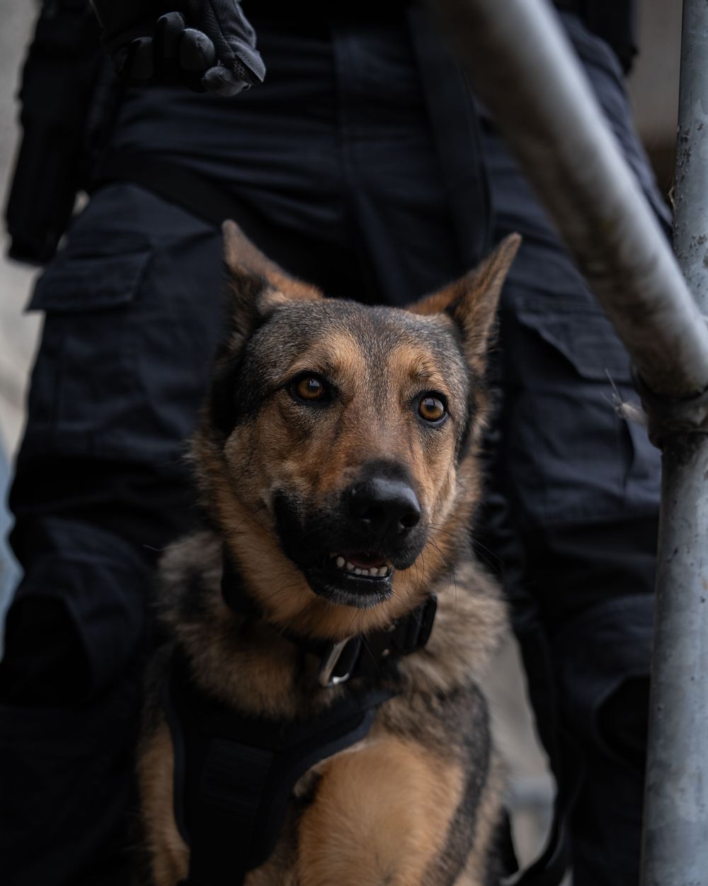 A German Shepherd police dog displays an aggressive stance with snarling expression and bared teeth.