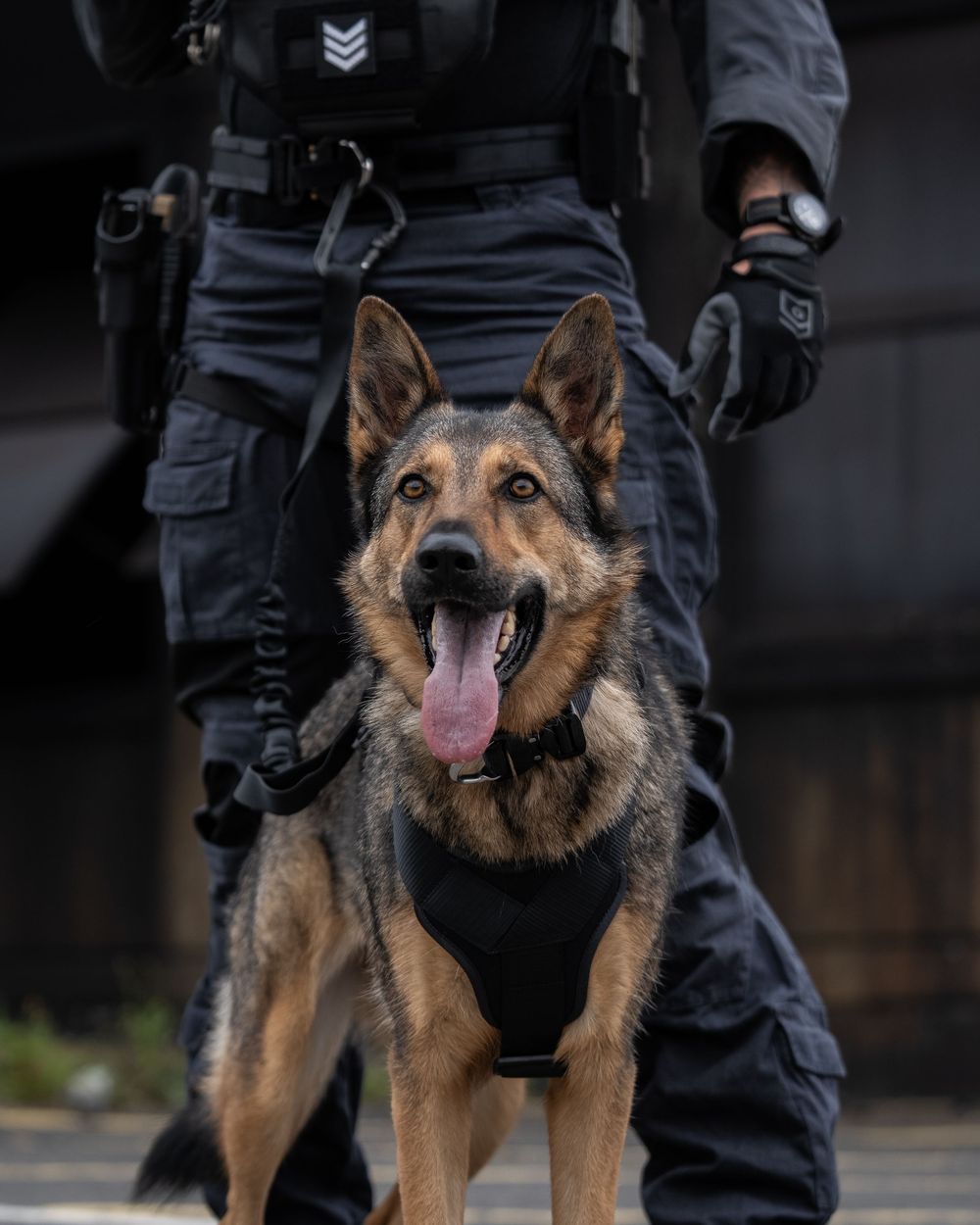 German Shepherd police dog in tactical gear stands with handler while showing excited expression during training.