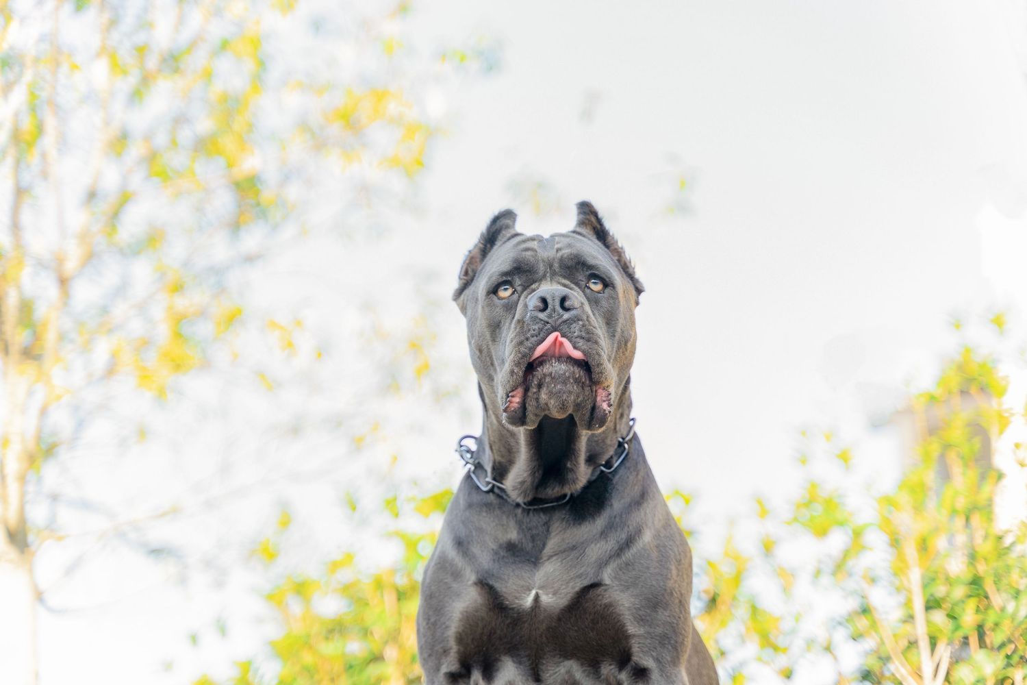 Pet Photographer Greenville South Carolina