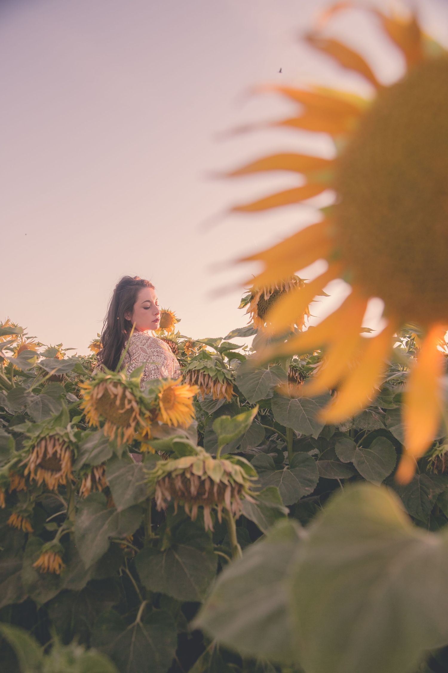 Young woman surrounded by sunflowers in a field during warm sunset light.