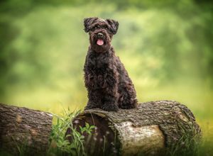 Black labradoodle puppy sitting on fallen tree trunk in lush green forest setting.