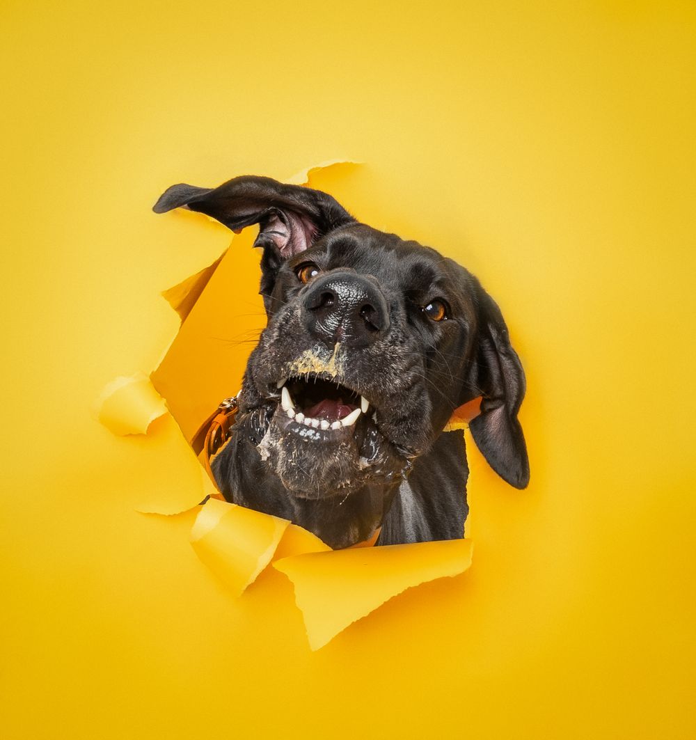 Black dog peeking through torn yellow paper hole showing teeth in playful expression against bright background.