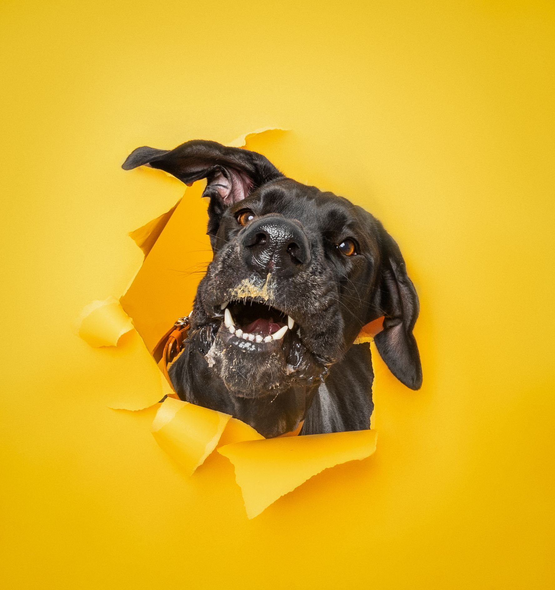 Black dog peeking through torn yellow paper hole showing teeth in playful expression against bright background.