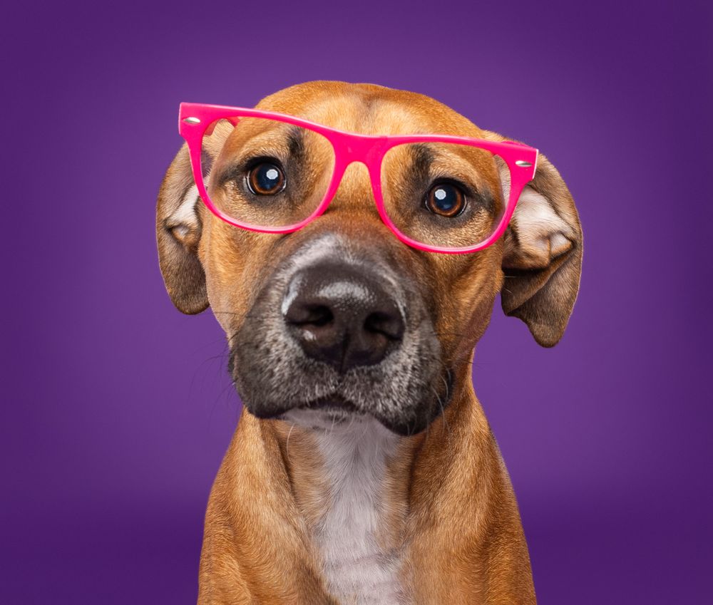 Brown dog wearing pink glasses makes different silly facial expressions against purple background.