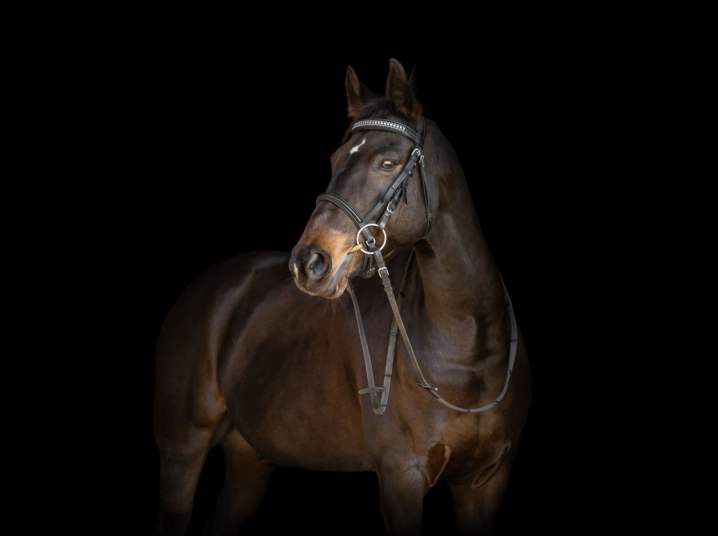 A dark brown horse gallops across a black background in a sequence of motion study photographs.