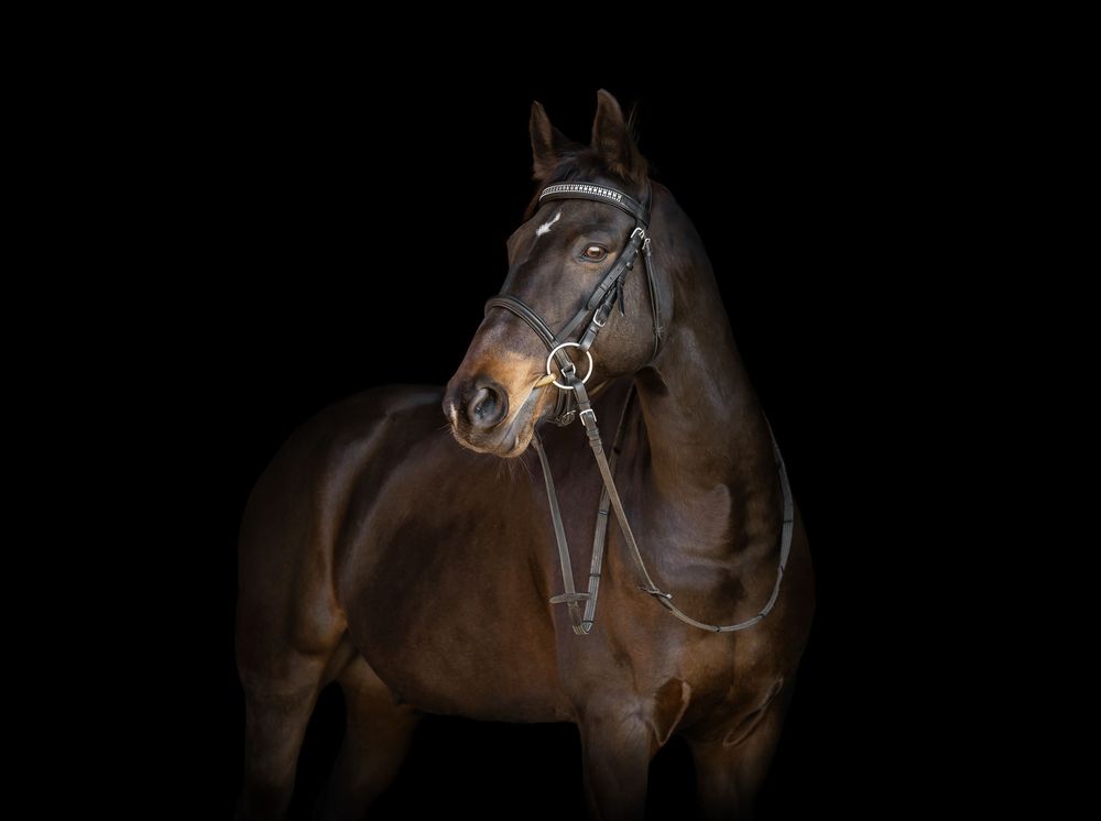 A dark brown horse gallops across a black background in a sequence of motion study photographs.