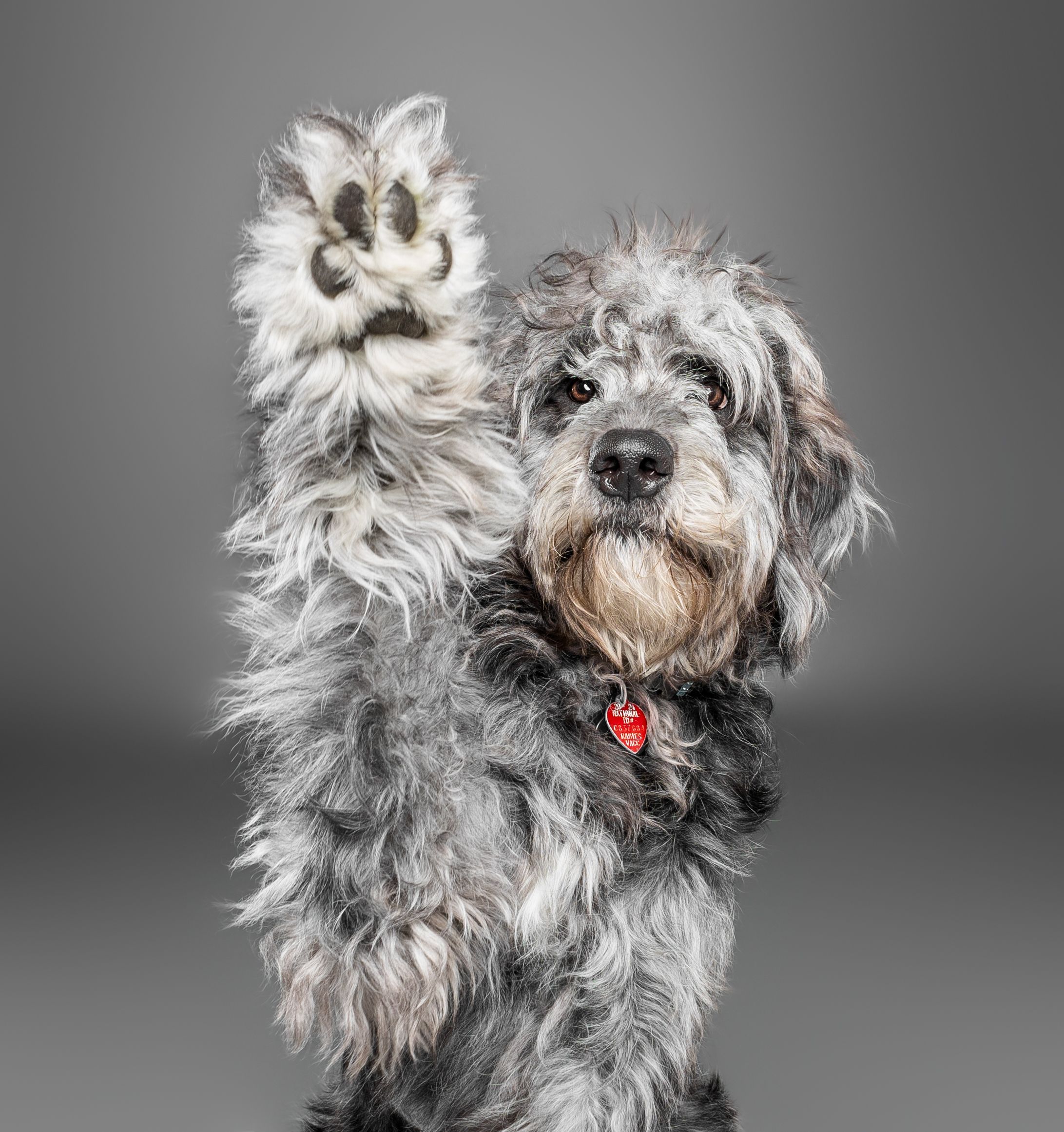 A fluffy gray dog with shaggy fur and dark eyes poses in a series of black and white portraits with different expressions.