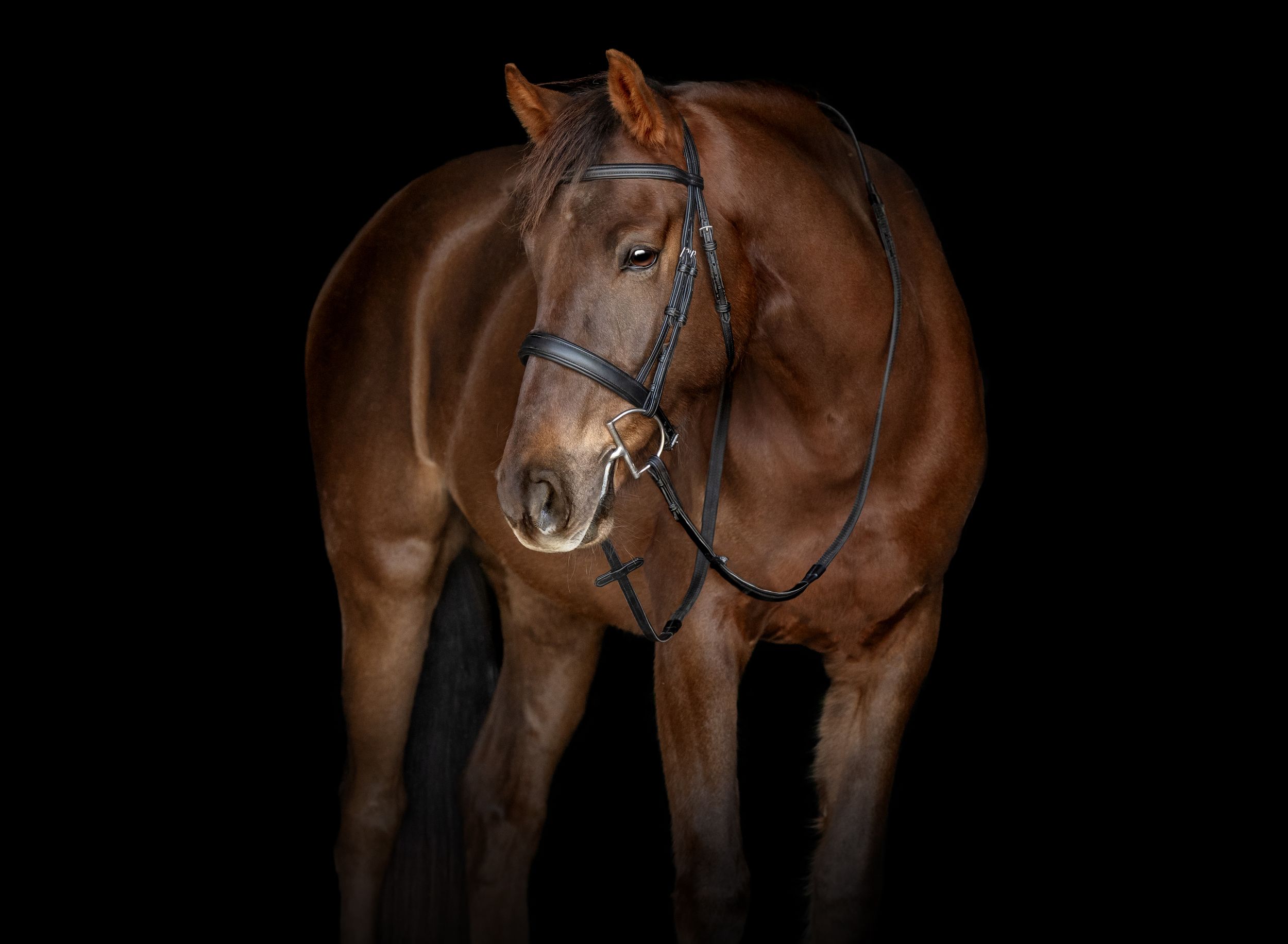 A series of seven photographs showing a brown horse with bridle against a dark background.