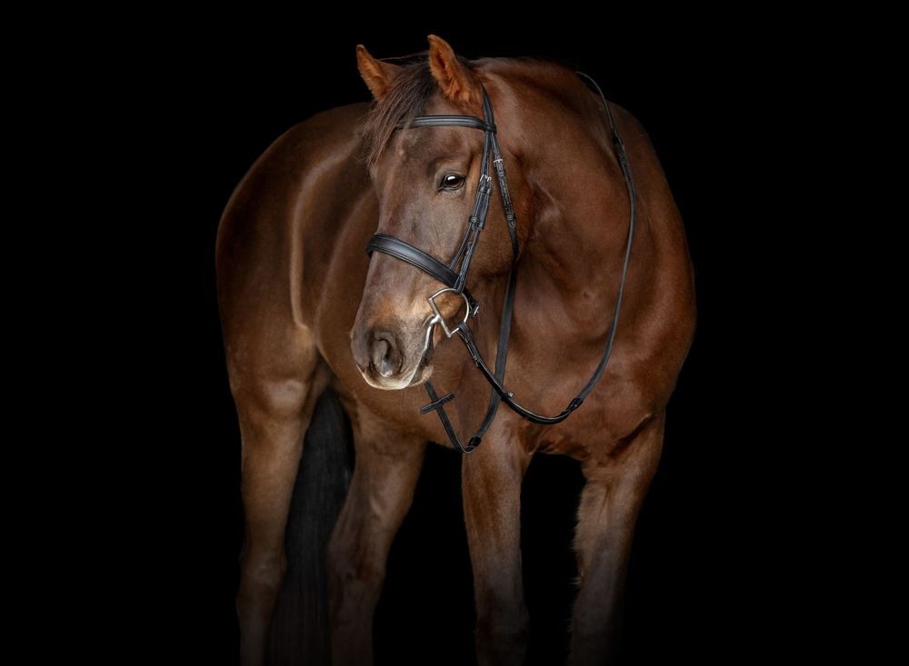 A series of seven photographs showing a brown horse with bridle against a dark background.