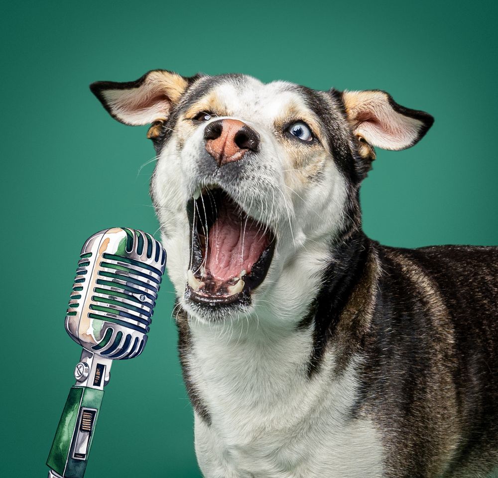 Dog singing into vintage microphone with open mouth against green background showing sequence of expressions.