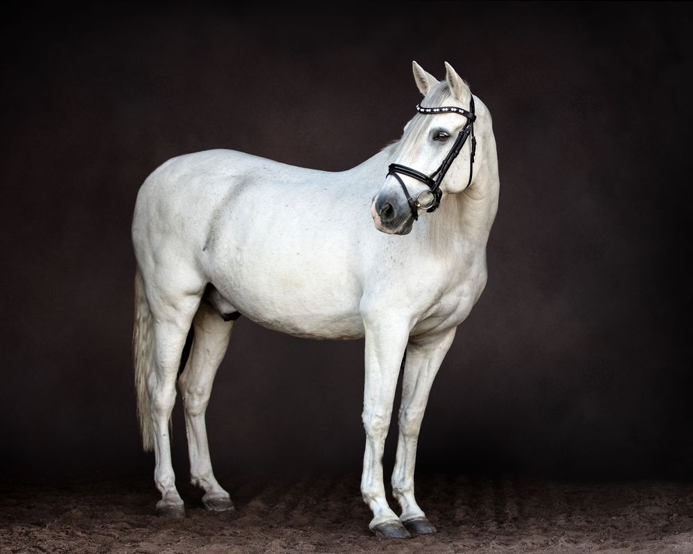 A majestic white horse with a bridle stands in profile against a dark background in a studio setting.