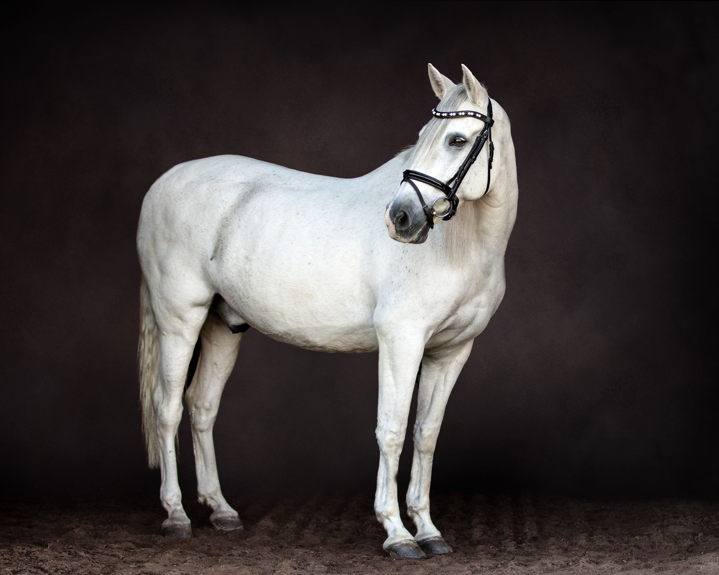 A majestic white horse with a bridle stands in profile against a dark background in a studio setting.