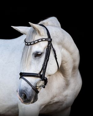 A series of profile views showing a white horse wearing a black bridle against a dark background.