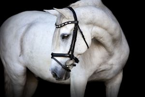 A white horse with black bridle equipment shown from different angles against a dark background.