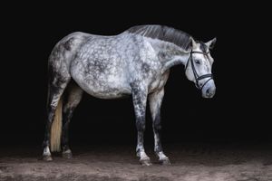 A dappled gray horse wearing protective leg wraps stands against a dark background in a dramatic lighting setup.
