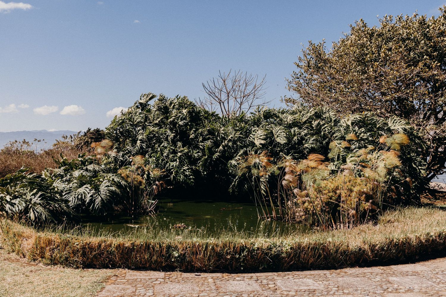 Lush tropical garden with dense green trees surrounding a small pond under a clear blue sky.