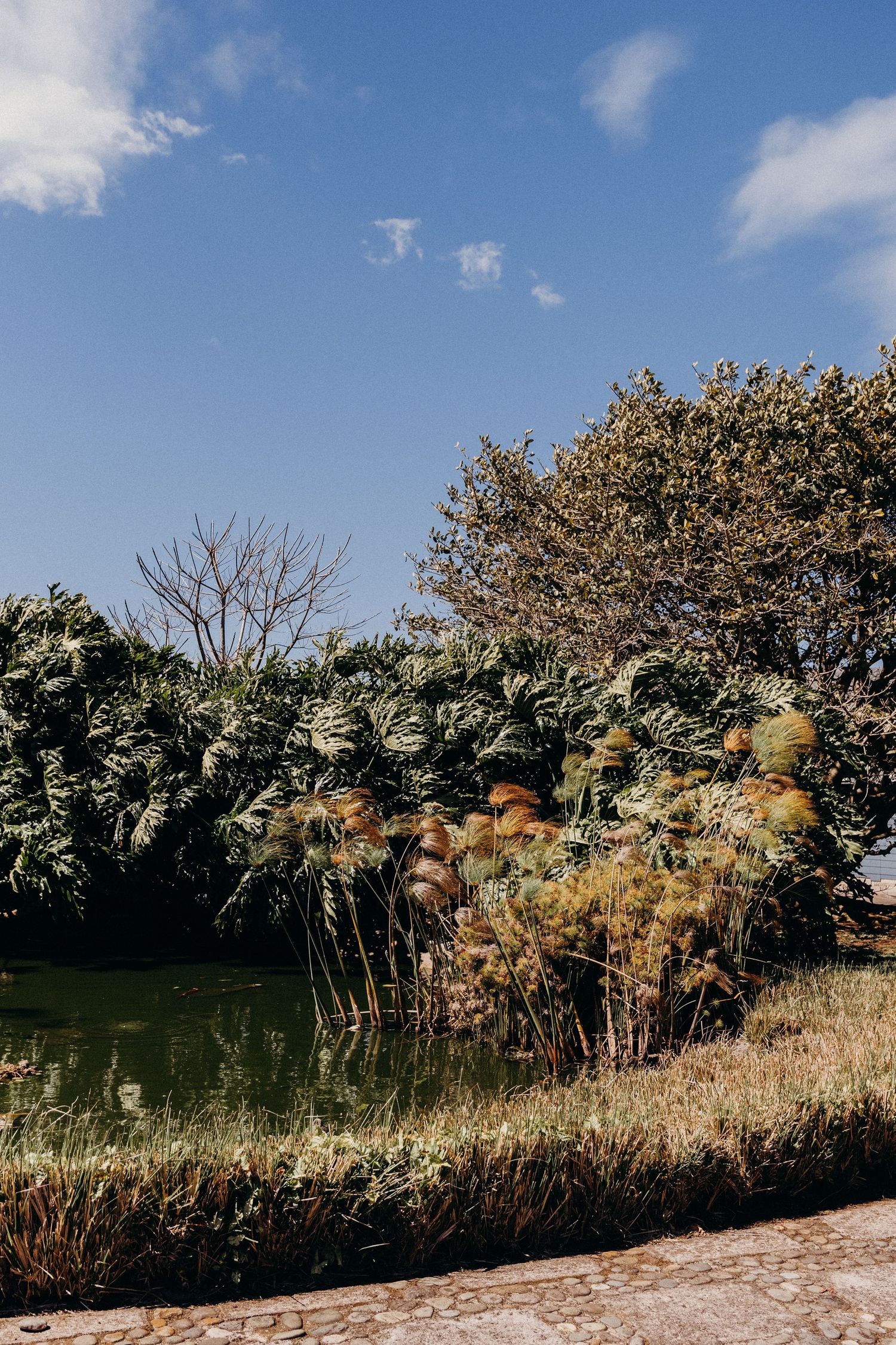 Lush green trees and tropical plants surround a calm pond under a bright blue sky in a serene park setting.