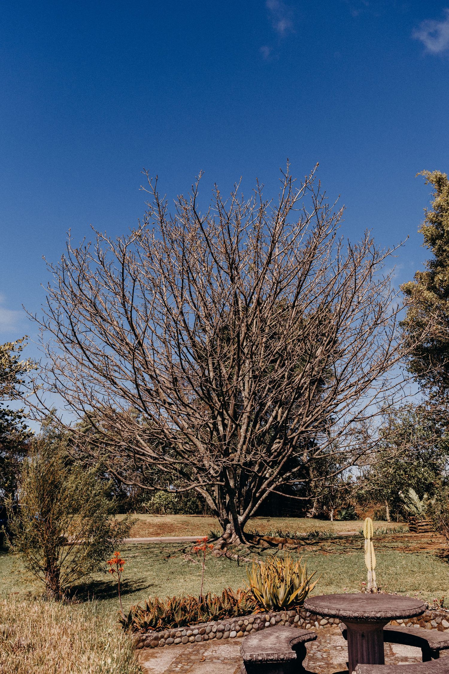 A bare deciduous tree stands in a green park with a stone table and blue sky in the background.