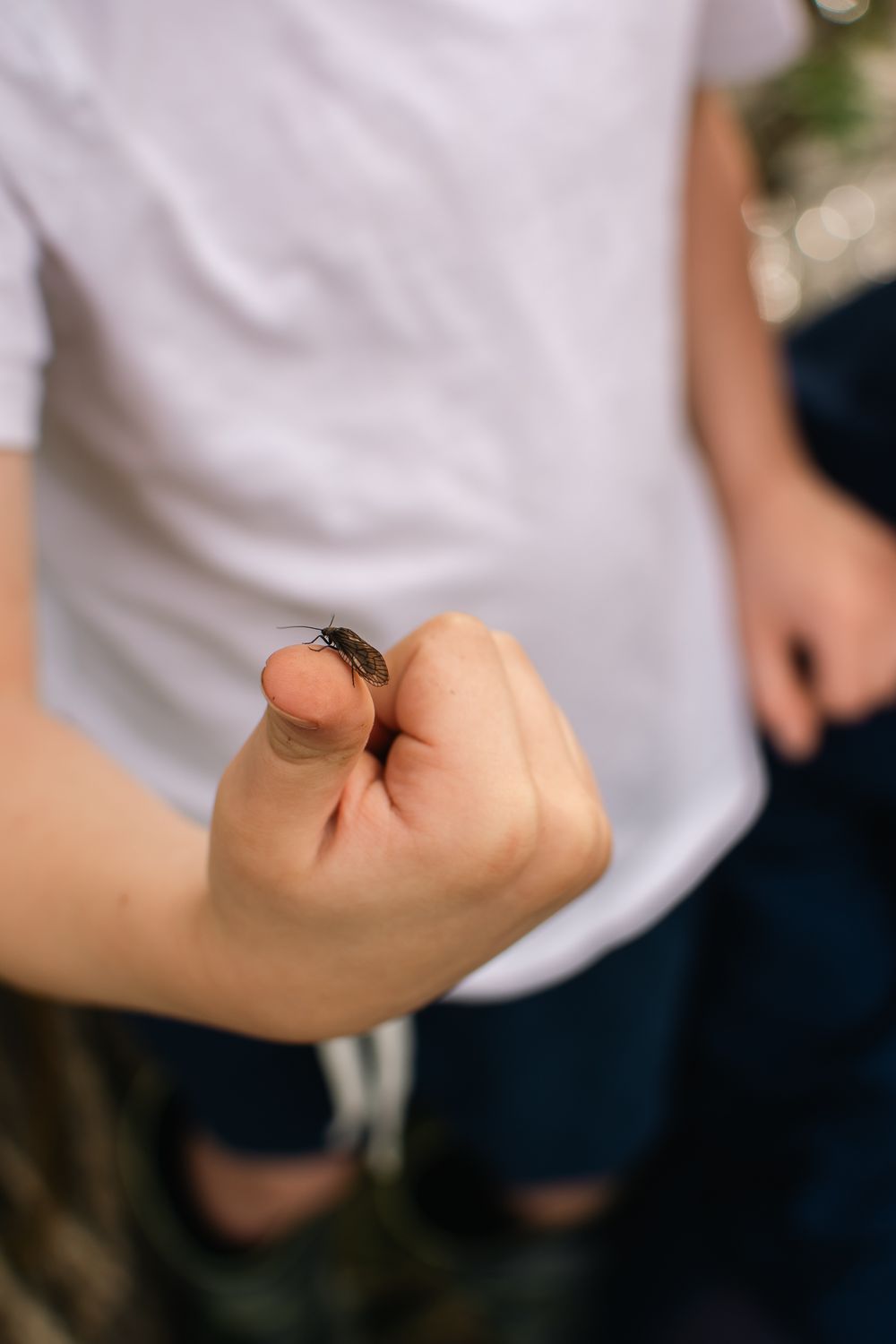 A close-up shot showing a fly landing and perching on someone's arm against a blurred background.