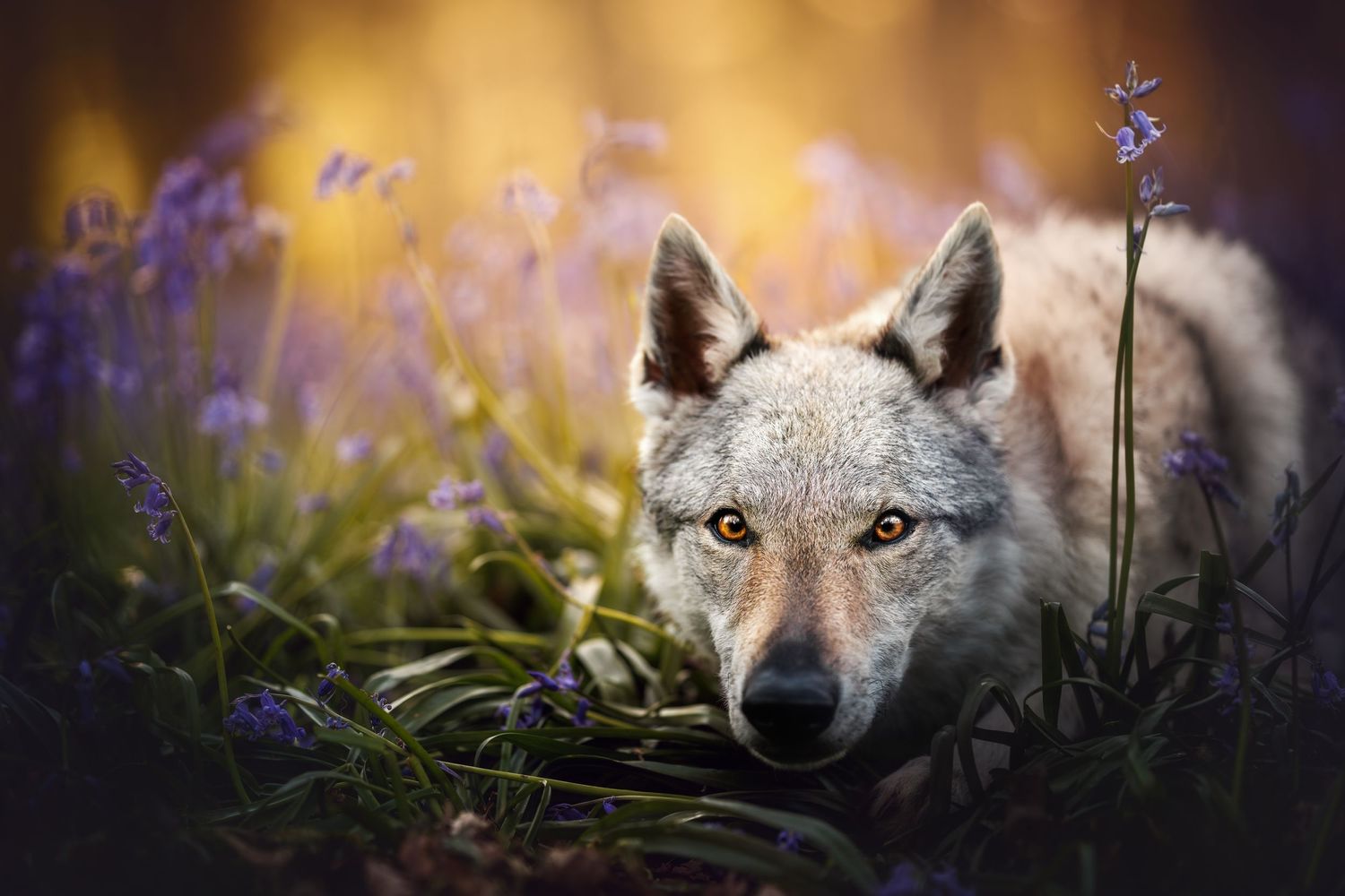 A wolf with piercing eyes lies in a field of purple flowers.
