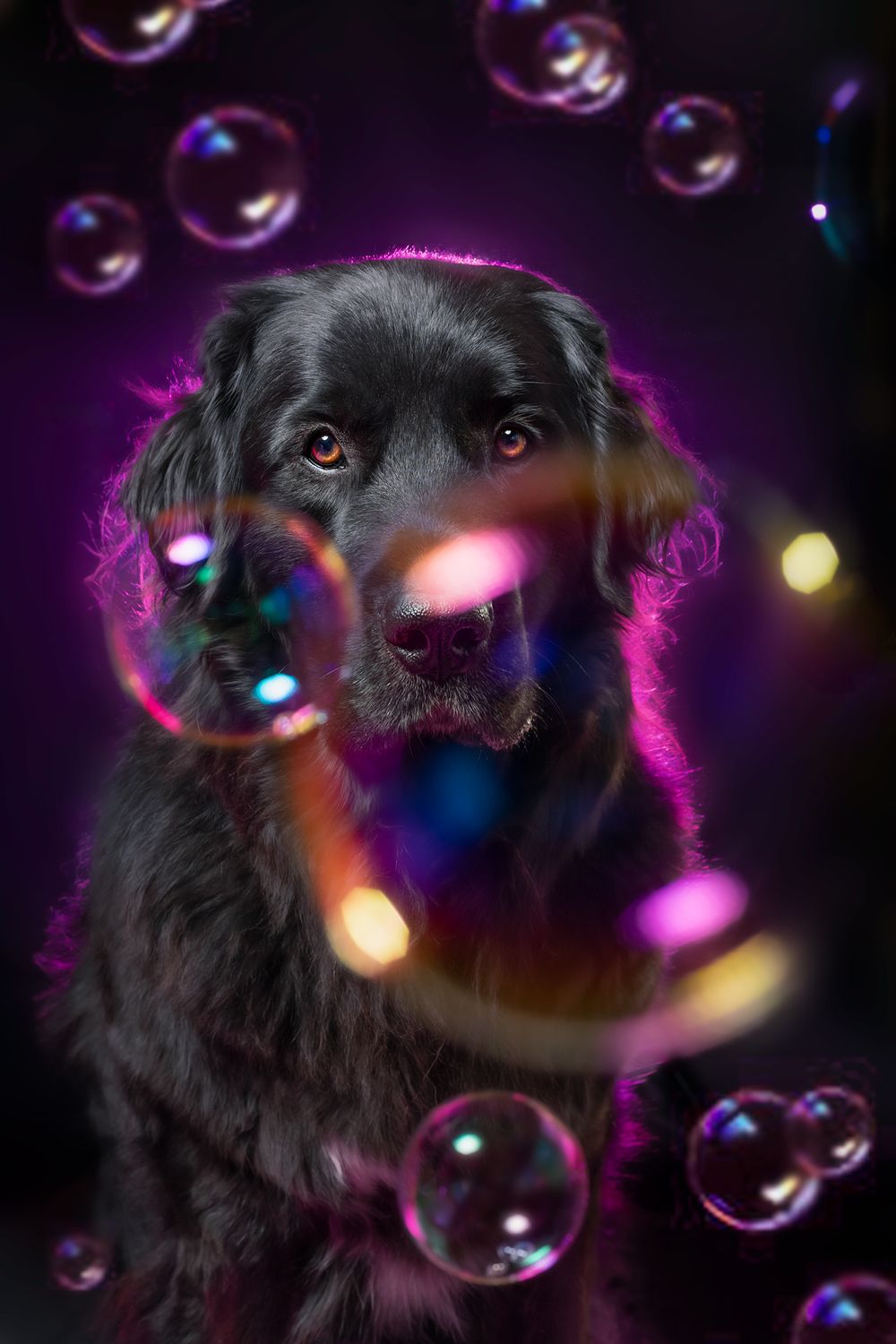 Black dog portrait with glowing bubbles and purple lighting creating a magical ethereal effect.