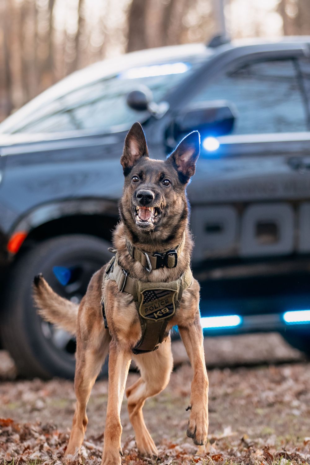 Belgian Malinois police K9 in tactical vest standing alert in front of patrol car.