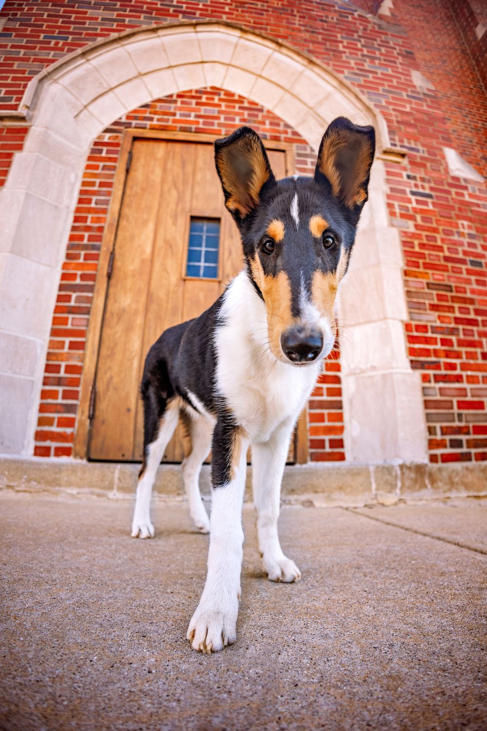 A Smooth Fox Terrier poses alertly in front of a brick building with a wooden door and stone archway.
