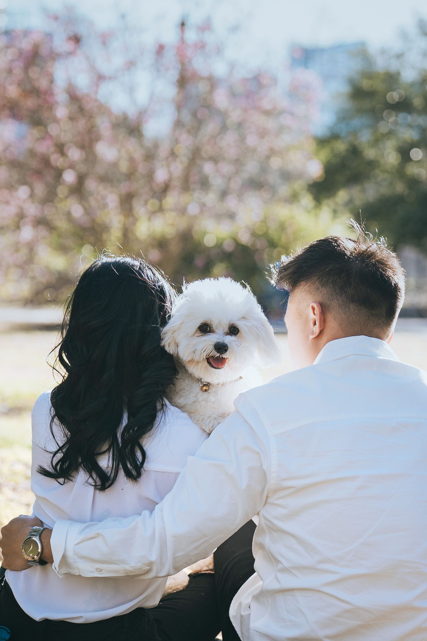 A couple in white shirts sits outdoors with their smiling white fluffy dog amid cherry blossoms.