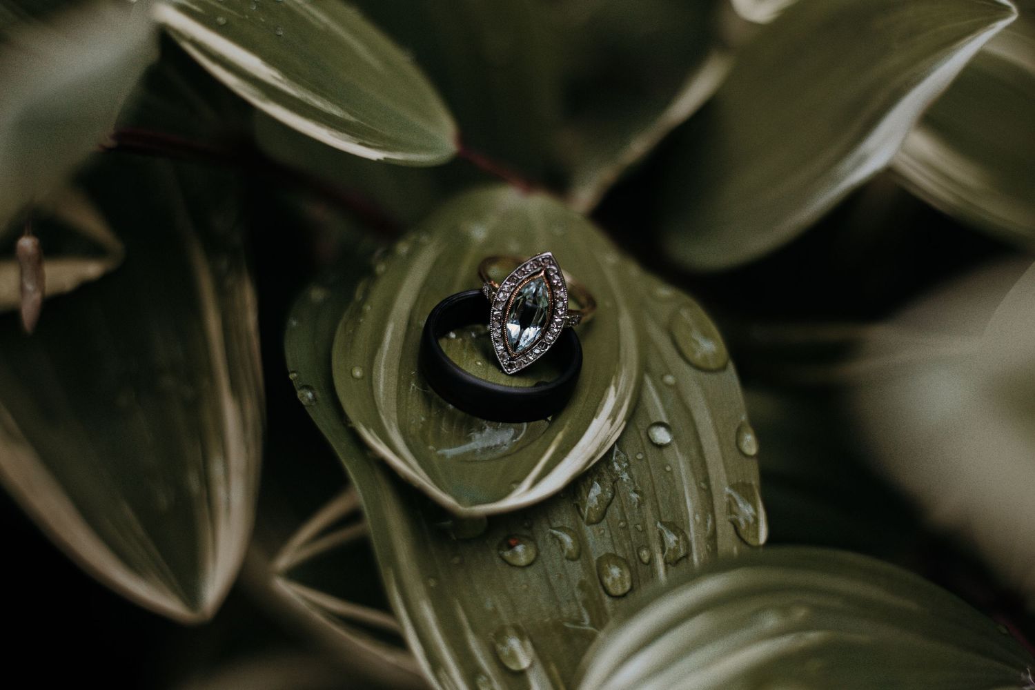 Close-up of wedding rings on a wet green leaf with water droplets.