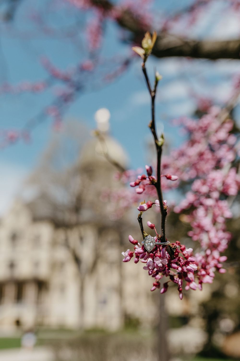 Cherry blossoms in bloom with a historic building visible in the soft-focused background.