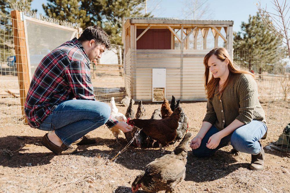 A man and woman crouch to feed chickens outside a wooden chicken coop on a sunny rural farm.