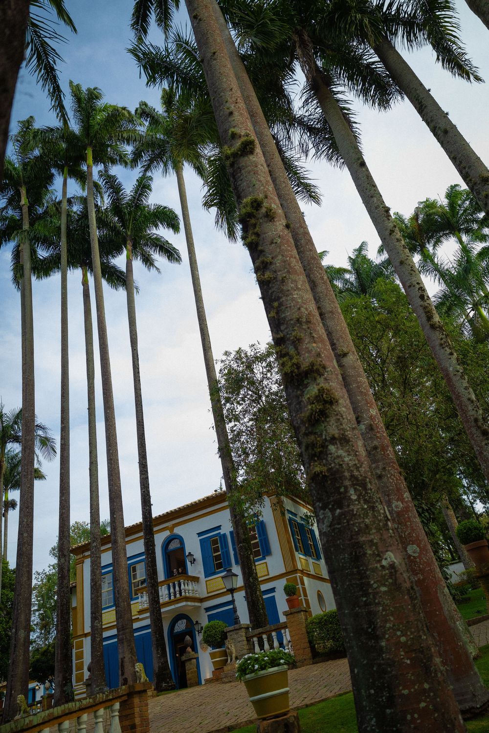 Tall royal palm trees line a colonial-style manor with blue shutters, white walls and a terrace, viewed from a low angle against the sky.