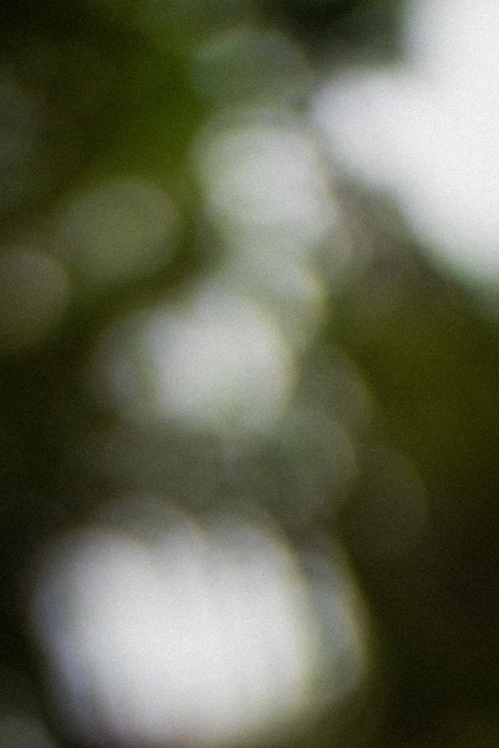 Soft blurred bokeh of white and pale light circles against a dark green foliage background, creating an abstract natural effect.