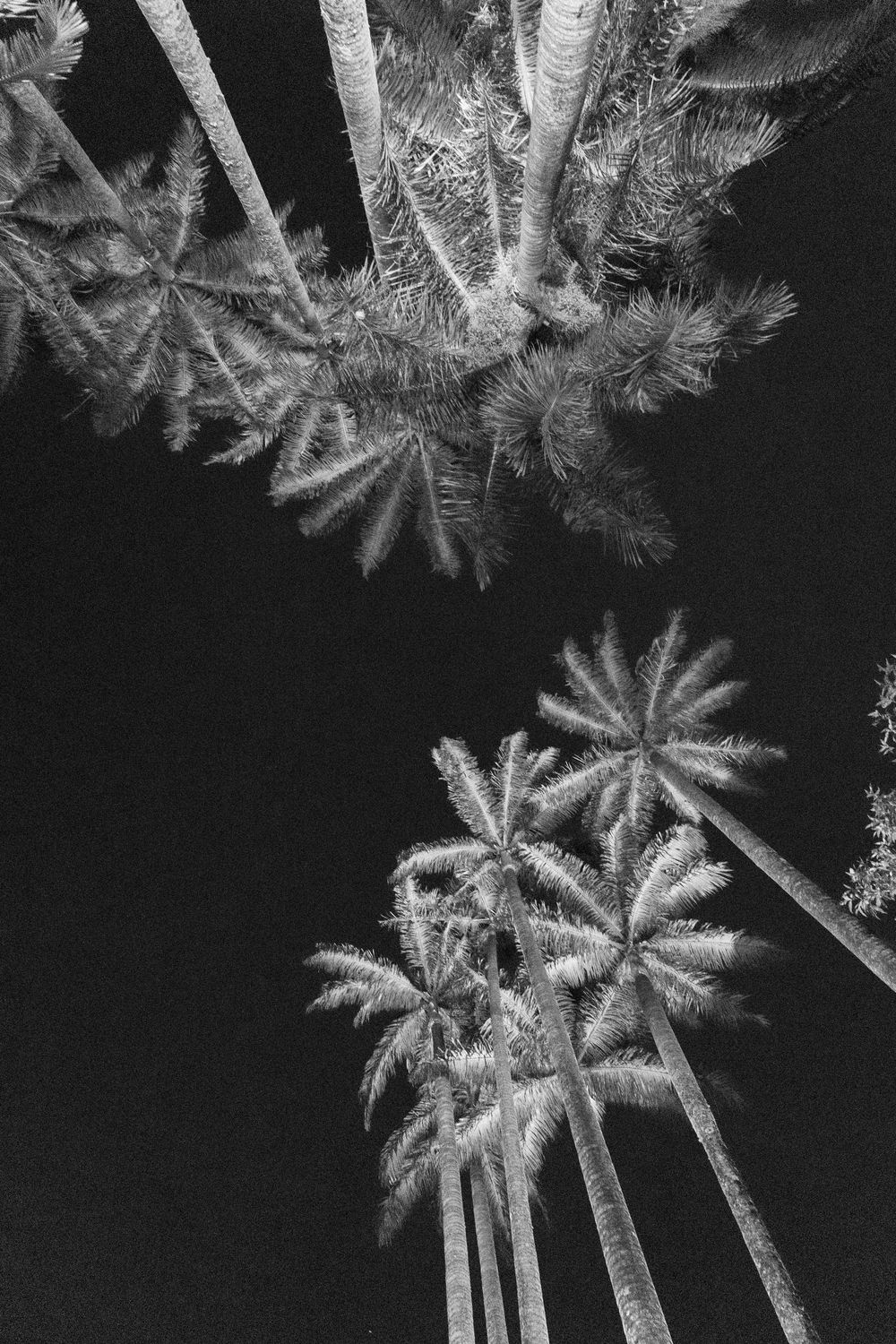Black and white upward view of tall palm trees with long slender trunks and feathery fronds against a dark night sky.