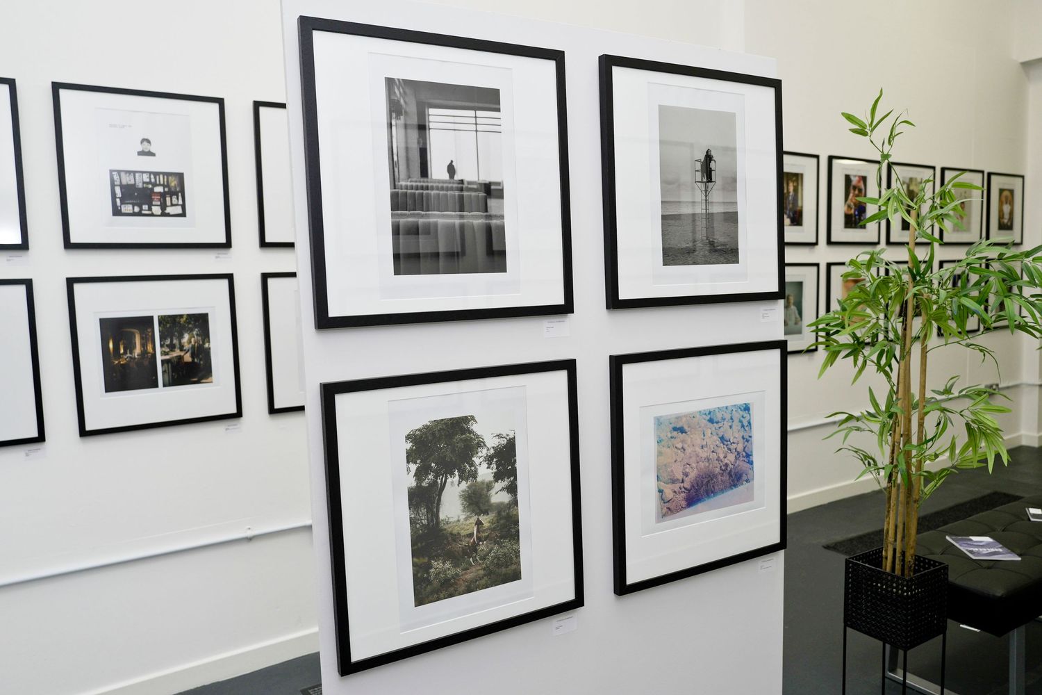 Art gallery wall displaying black and white and color framed photographs in black frames, with a bamboo plant nearby.