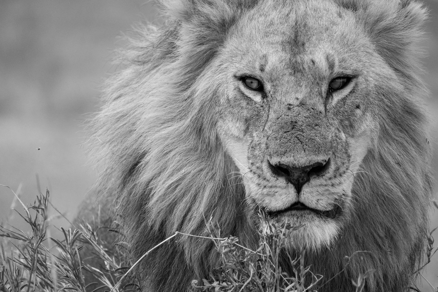Black and white close-up portrait of a majestic male lion with a full mane resting in wild grass.